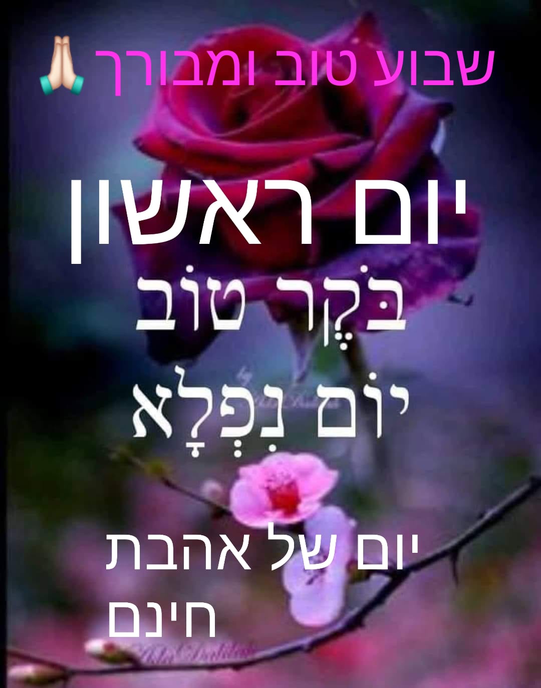 מי מוכנה 4